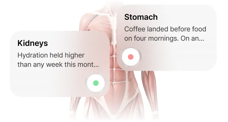 Nurelio's organ view with the heart, liver and gut each showing a status derived from logged meals